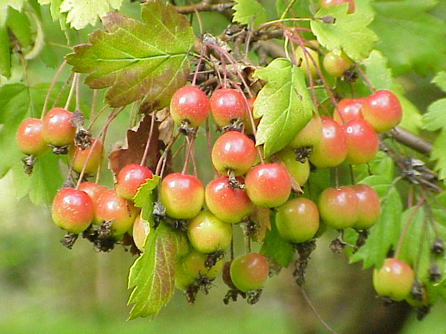 Apple Fruit Tree
